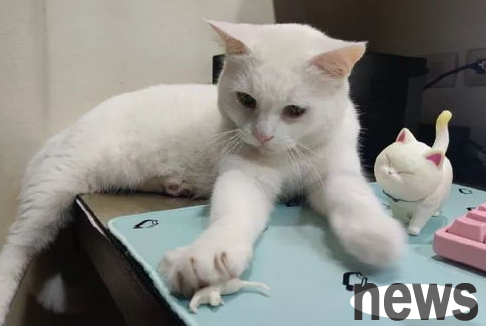 How many things to note when choosing a cat toy? Don t be casual!