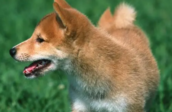 What are the effects of enzymes and probiotics on dogs?