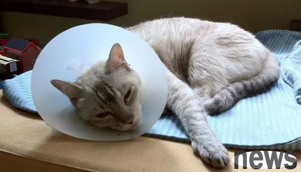 How to treat cats with calicivirus infection?