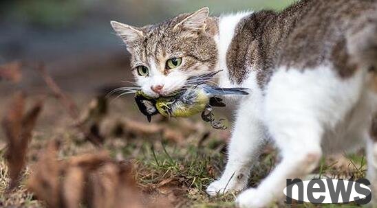 How to train a pet cat to come