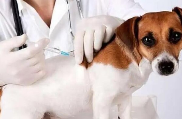 Do dogs need to deworm frequently? When is the time for dogs to deworm?
