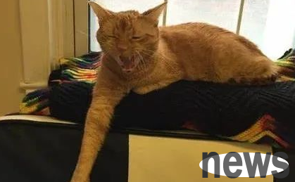 How to choose cat sedatives? A must-know about cat sedation