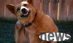 What to do if your dog has dry skin?