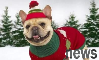 This article tells you how to treat symptoms of stomach torsion in dogs?
