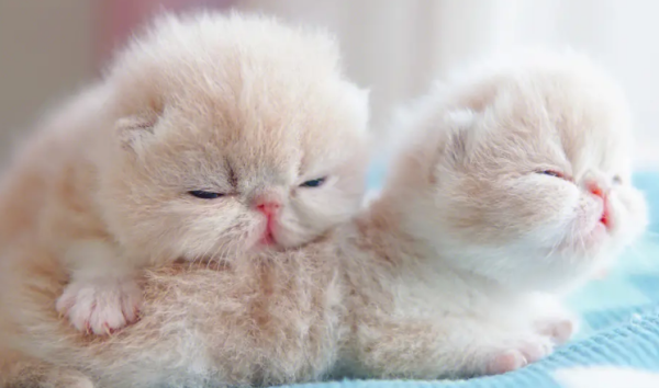 Things to note when novice cat raising!