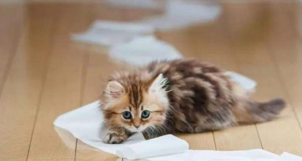 Protein is an important element of cat health (the protein content required by cats)