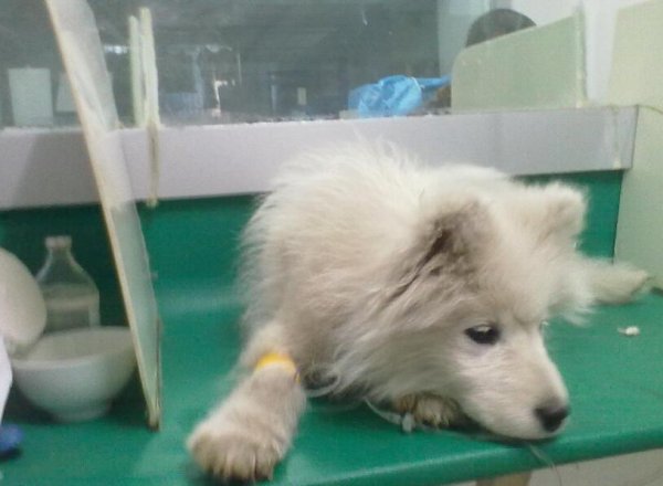 How to use small test strips and what are the methods for detecting dog diseases
