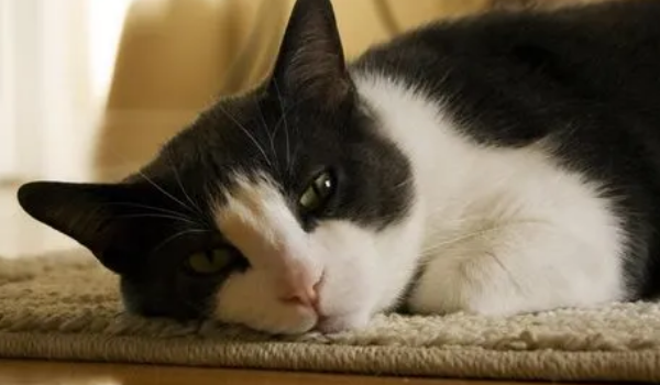 What should I do if the cats don’t like to move? What should I do if the cat doesn t move?
