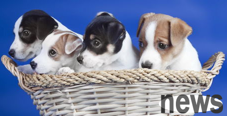 What are the various factors that affect the health status of pet dogs?