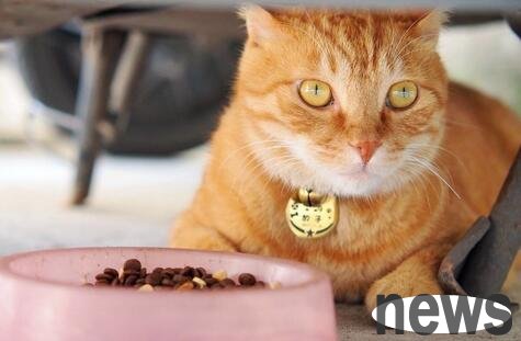 Sick cats don’t like to eat?