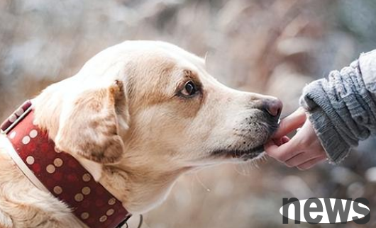 The reason why dogs lose hair if they don’t shine in the sun for a long time!