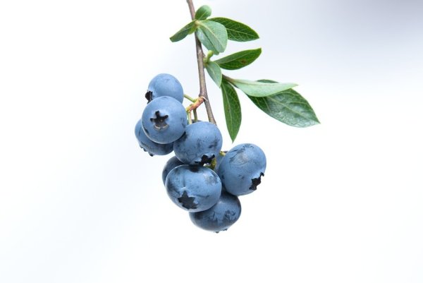 Contains fibers, drills and antioxidants. It is best to help lower blood pressure fruits