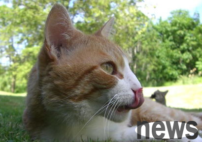 What is the reason why cats drool?