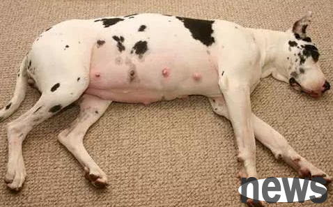 What are the causes and symptoms of fake pregnancy in dogs? Come and get it