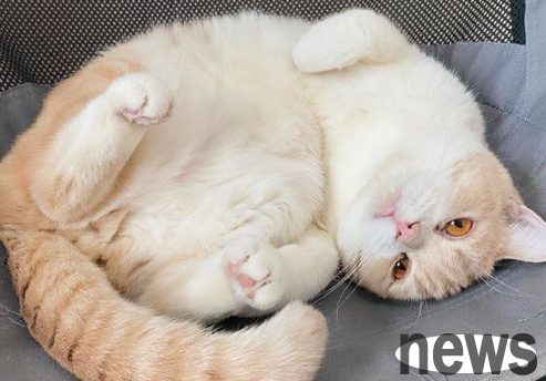 How long does a cat have a estrus last?