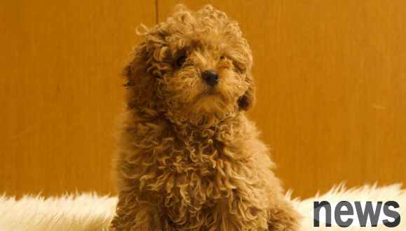 Dog flu is known for its prematurely, symptoms of dog flu virus