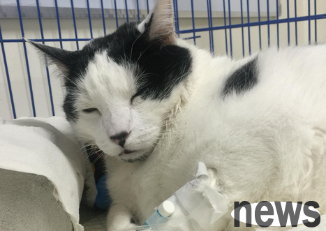 What are the symptoms of cats  heart muscle hypertrophy? Do you know?