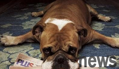 Causes and treatment methods of tetanus disease in dogs