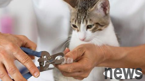The domestic cat s nails caught me and poked them into the flesh. Be sure to be cautious!
