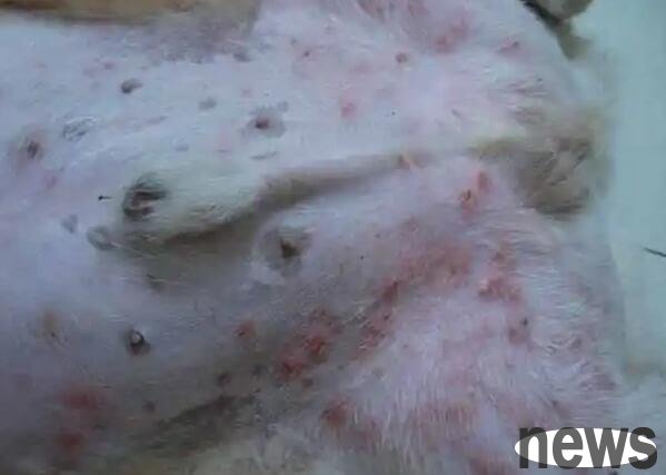 What to do if your dog s skin is itchy? What is the reason?