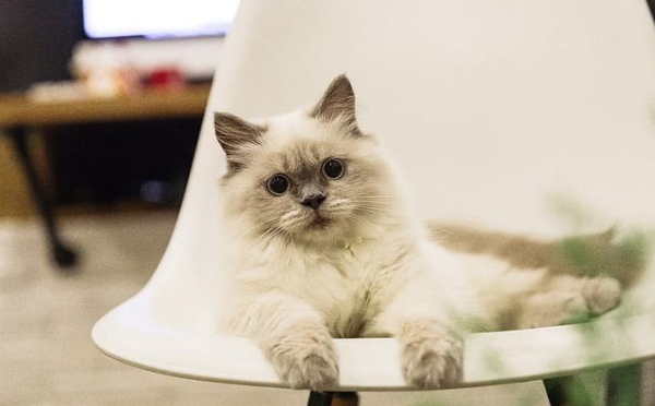 The three most taboo zodiac signs for cats