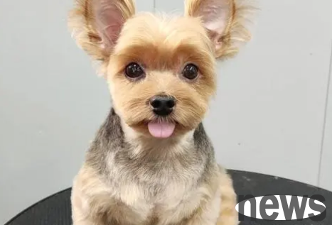 If you want to buy dogs for the elderly, which dog is suitable for the elderly to raise?