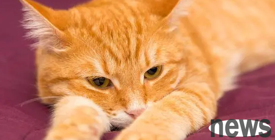 Cat Encyclopedia: What are the breeds of orange cats?