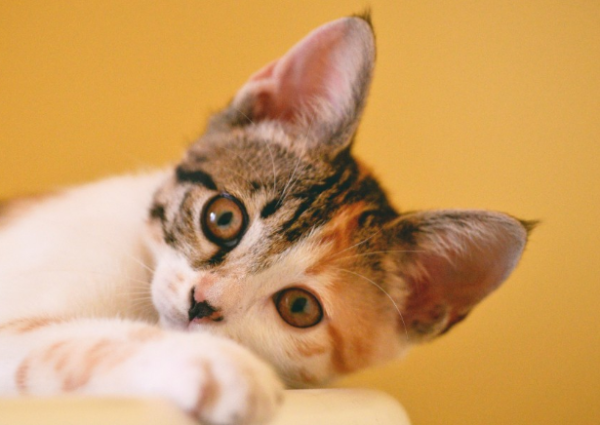 This article tells you, how high a cat will not get hurt after falling down?