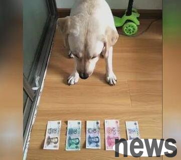 How to train dogs to “recognize money”?
