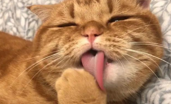 Why do cats lick themselves after eating? So that s it!