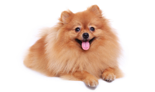 How to make simple dog bite glue? Come and have a look