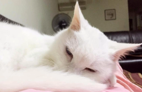 Do you know, cats will lose their energy after having sex?
