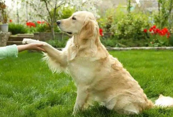 Teach you how to listen to your dog s voice, listen carefully