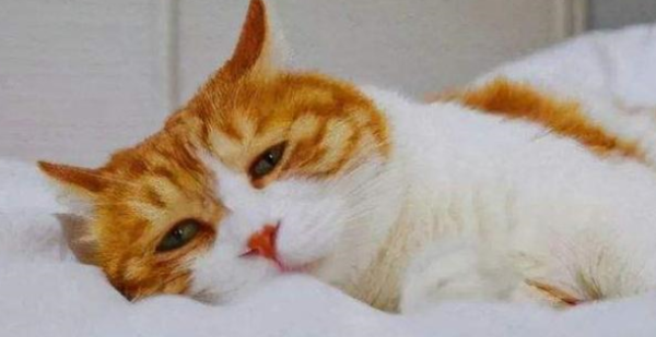 What do you know about the symptoms of a cat before dying?