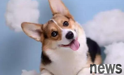 Common foods that dogs cannot eat, knowledge that dog owners must learn!