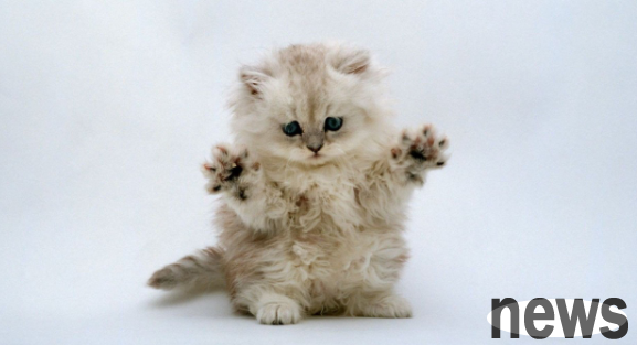 What should I do if a cat runs around after being sterilized? Look here!