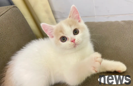 Come and learn: Will cats vomit if they are heatstroke?