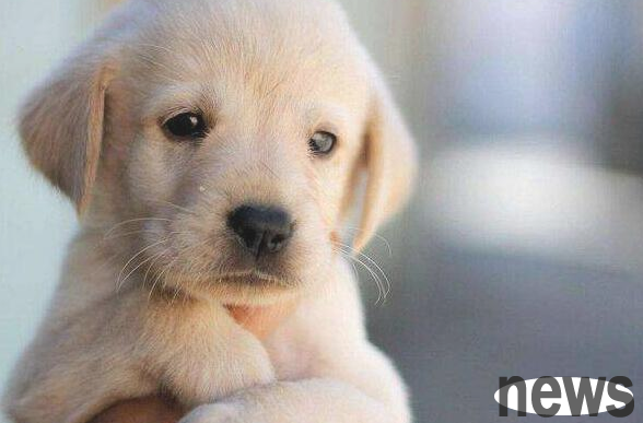 Is buying dogs online reliable?
