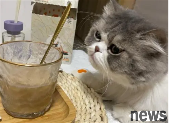Can cats drink milk tea? The truth is here