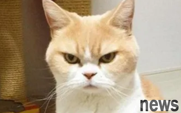 Today’s popular science: What are the symptoms of a cat being angry?