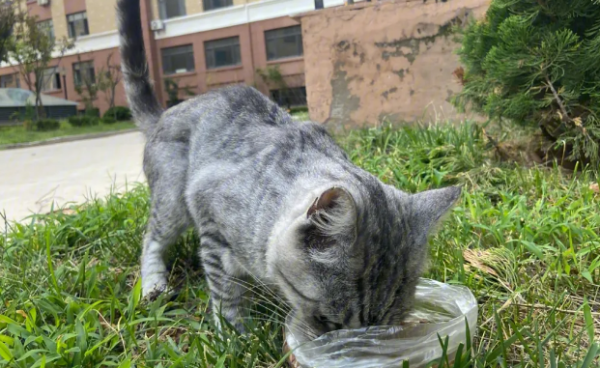 What should I do if the cat hasn t come home for several days? These methods can be tried