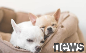 How can a dog experience diarrhea? These 6 reasons need to be understood so that the symptomatic treatment can be achieved!