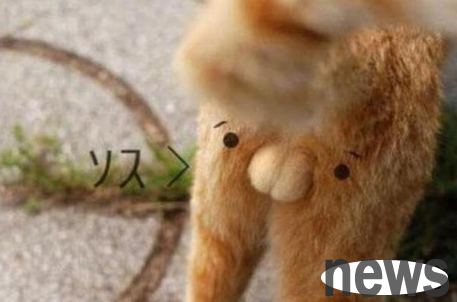 Is it normal for female cats to have testicles? You can learn about it here ~
