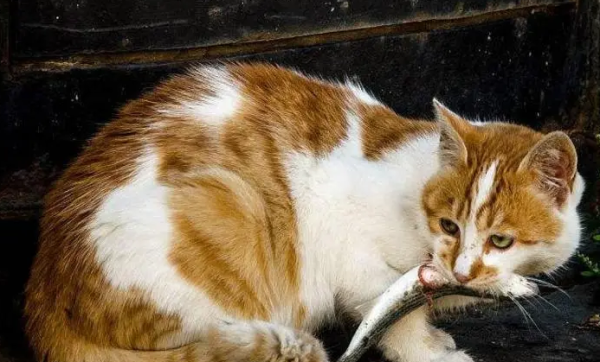 What fish is suitable for cats to eat? Let s take a look at the shoveler