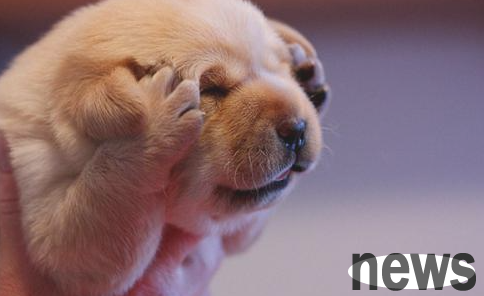 Do dogs have so many skin diseases? Please don t blindly follow the trend and take medicine