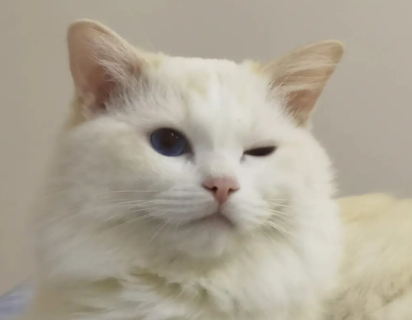 What s wrong with cat-sized eyes? This is the reason