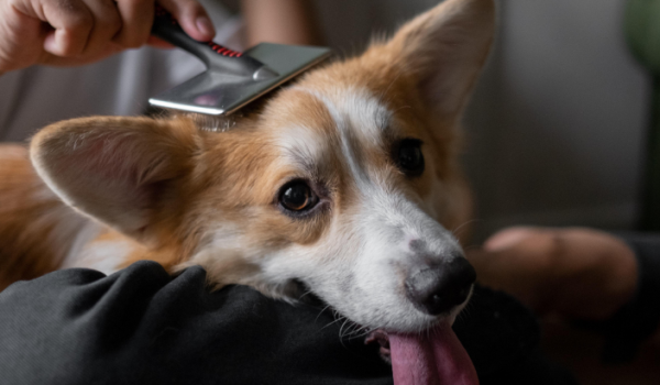 If the dog has these 5 main manifestations, it means it is raising you