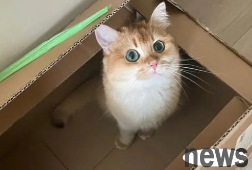 Can cats send express delivery? If you are interested, please take a look