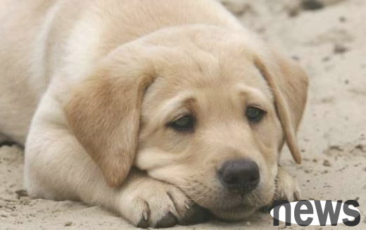 How can I know if a dog wants to deworm?