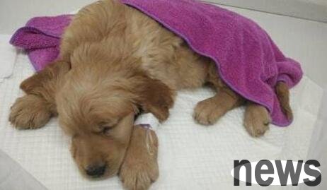How much does it cost to have a dog’s fever and cold? Is it worth it or not